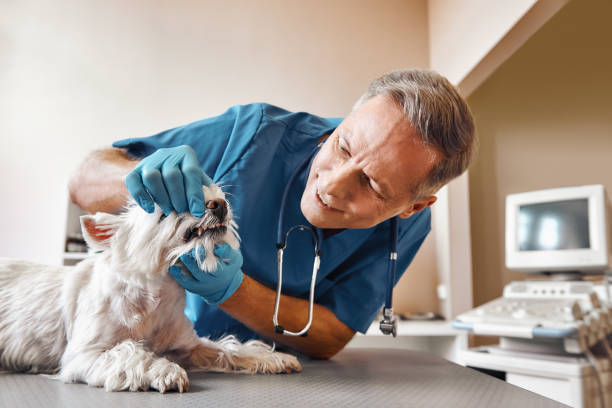 Best Emergency Treatment for Toothache in Berryville, VA